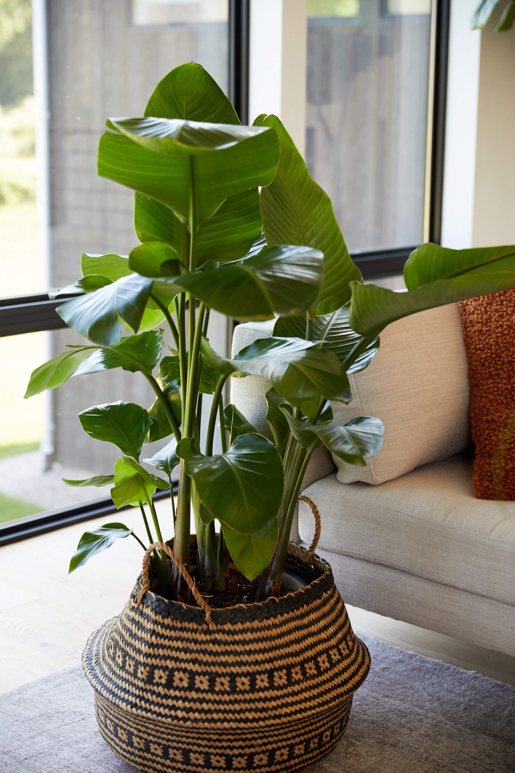 Bird of Paradise