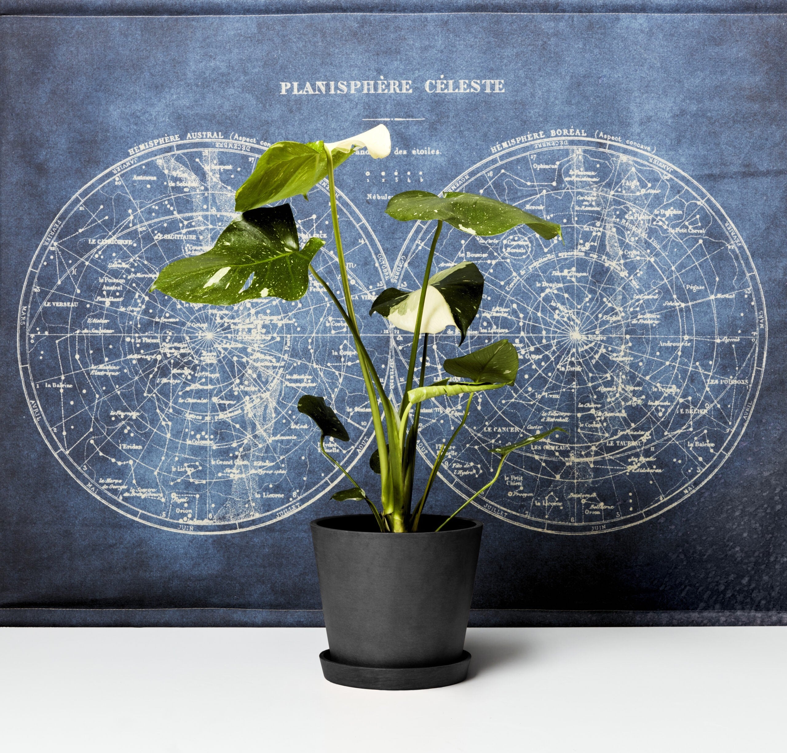 Monstera Thai Constellation