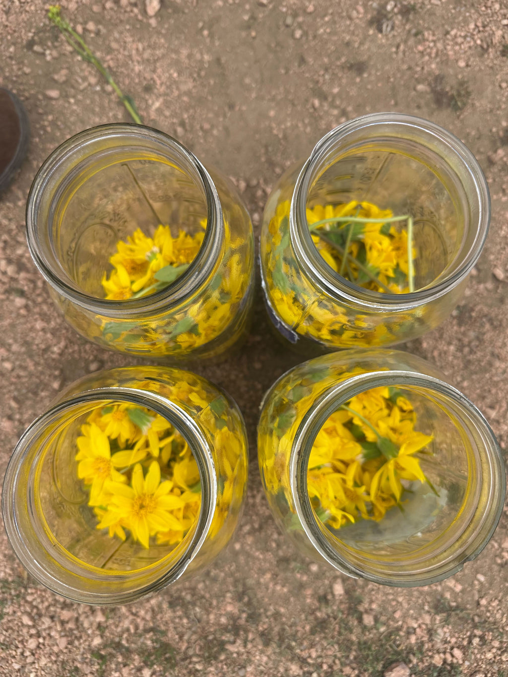 Arnica Flower Infused Olive Oil, Wildcrafted, 1oz bottle